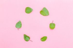 mint, essential hebs, refreshing herbs