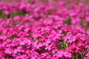 phlox, pink moon, flora, northern american flowers