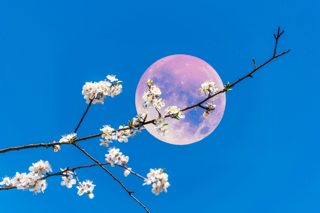 pink moon, moon phases, moon cycles, lunar cycles, full moon