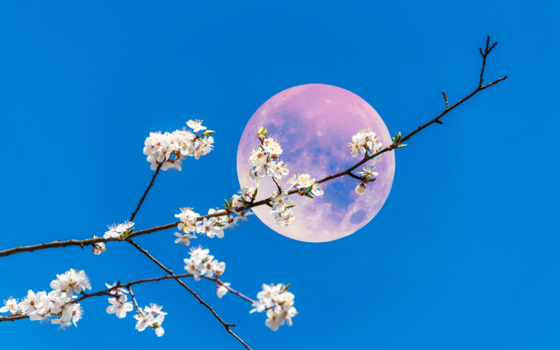 pink moon, moon phases, moon cycles, lunar cycles, full moon