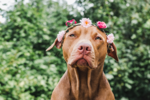 dog, flower crown