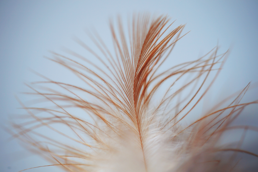 feather symbol, feather symbol in tarot, red feather, the fool, death card, the sun