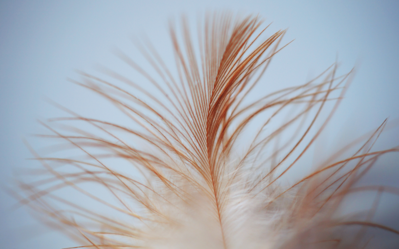 feather symbol, feather symbol in tarot, red feather, the fool, death card, the sun